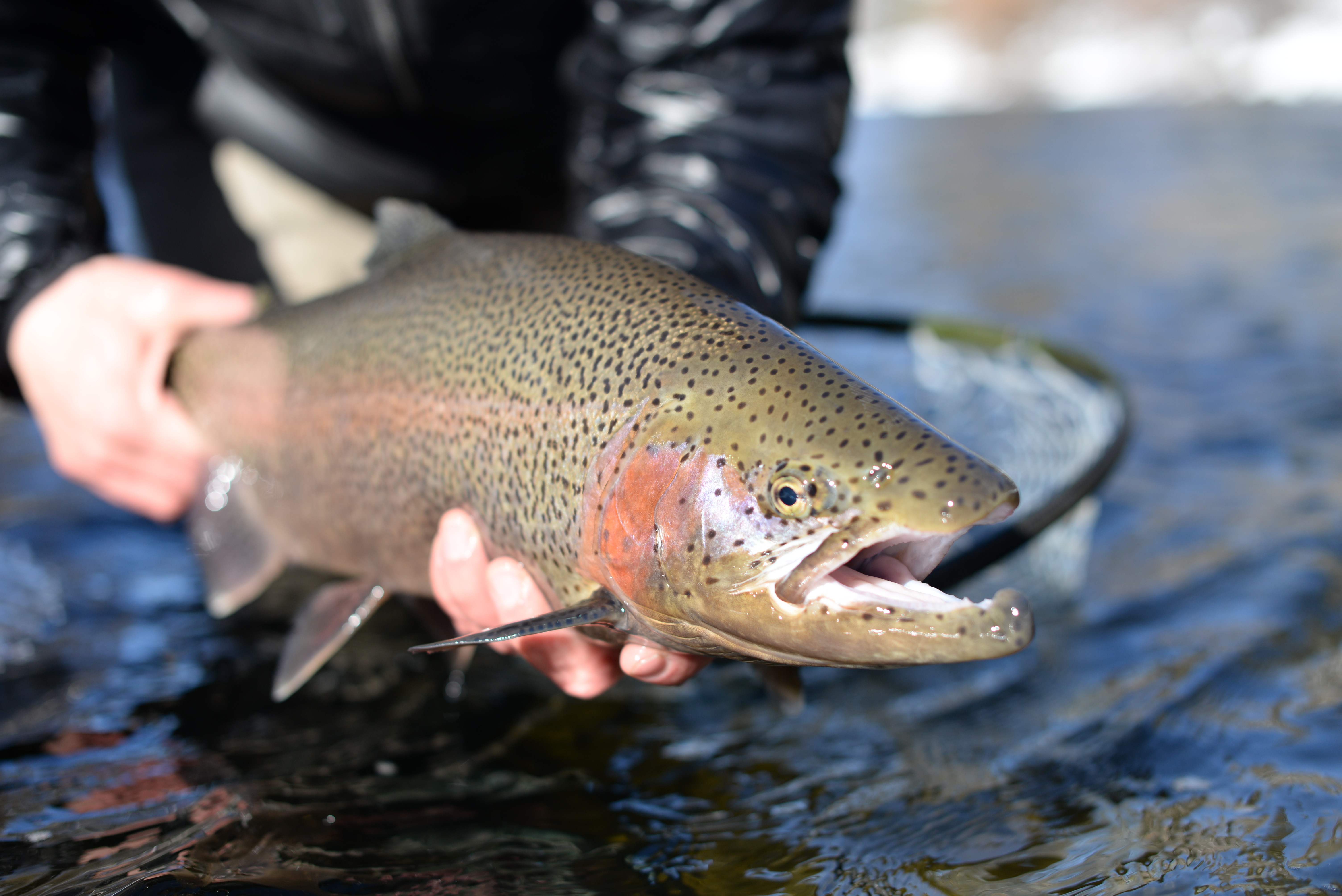 Angler with trophy trout